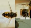 Eristalis arbustorum